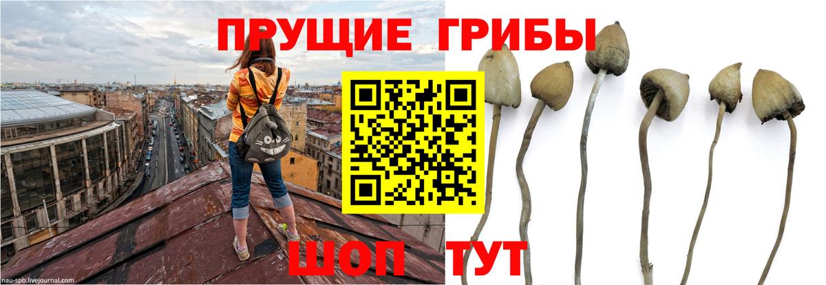 Галлюциногенные грибы ЛСД  Качканар  наркотики  Псилоцибиновые грибы MAGIC MUSHROOMS 